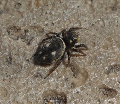 Heliophanus