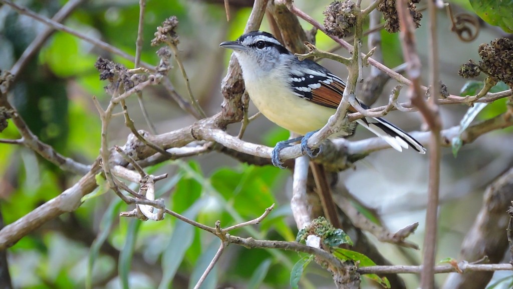 Tiluchí Alirrufo Norteño, Herpsilochmus frater