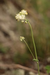 Thalictrum petaloideum
