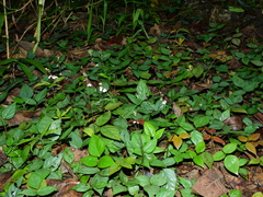 Desmodium axillare