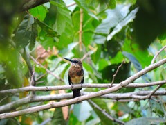 Brachygalba lugubris