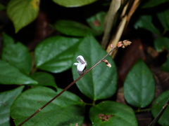 Desmodium axillare
