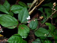 Desmodium axillare