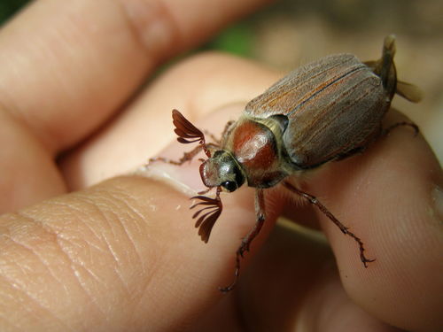 Chestnut cockchafer