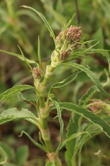 Koenigia alpina