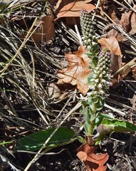 Veronica plantaginea