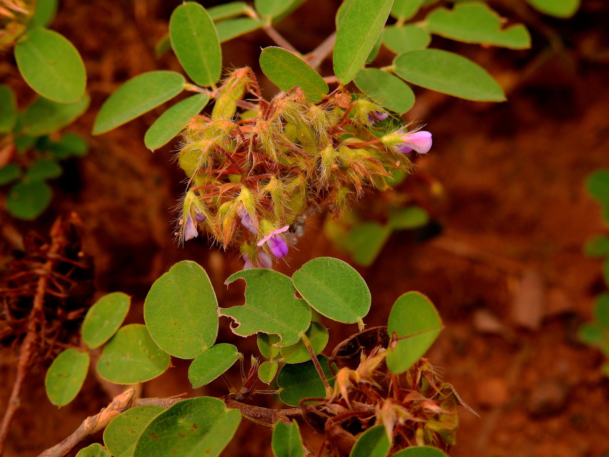 Desmodium barbatum