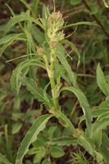 Koenigia alpina