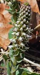 Veronica plantaginea