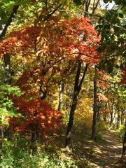 Acer pseudosieboldianum