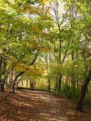 Acer pseudosieboldianum