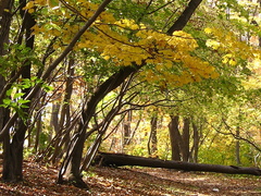 Acer pseudosieboldianum