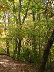 Euonymus maximowiczianus