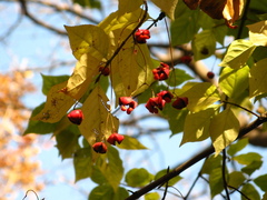 Euonymus maximowiczianus