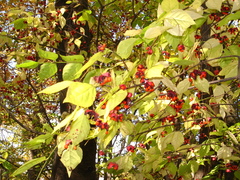 Euonymus maximowiczianus