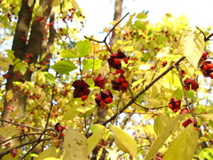 Euonymus maximowiczianus