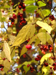 Euonymus maximowiczianus