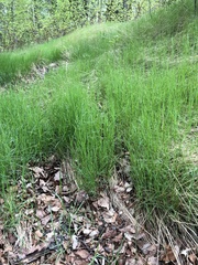 Poa pratensis