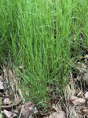 Poa pratensis