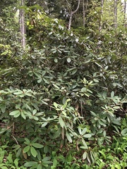 Rhododendron