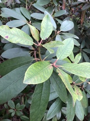 Rhododendron