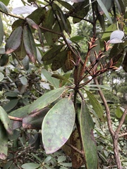 Rhododendron