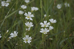 Cerastium arvense