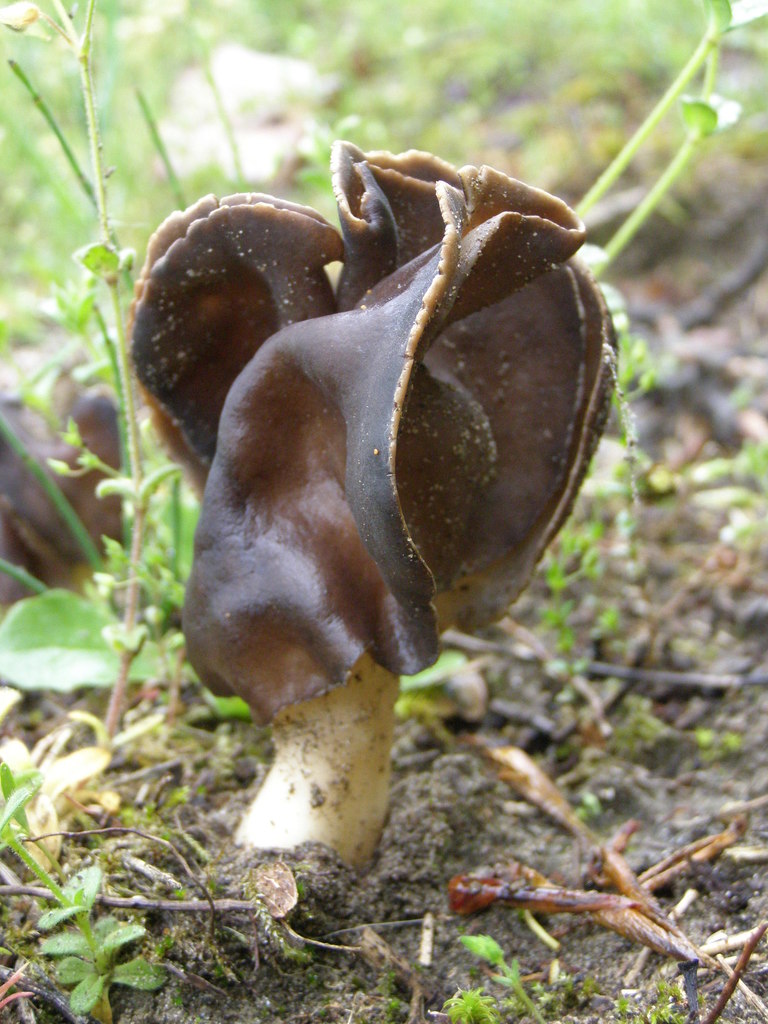 palefoot saddle