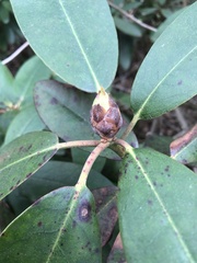 Rhododendron