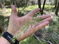 Elymus californicus