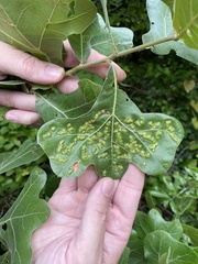 Melikaiella ostensackeni