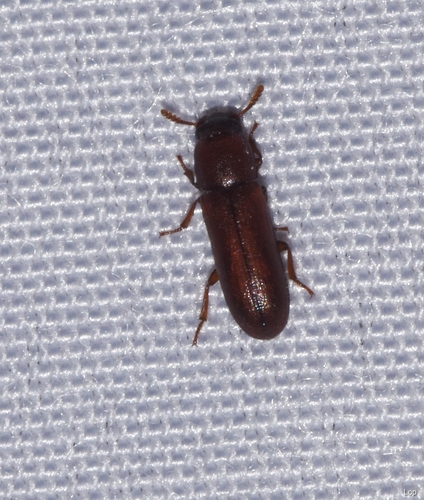 Lyphia tetraphylla