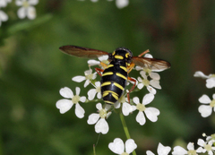 Xanthogramma citrofasciatum