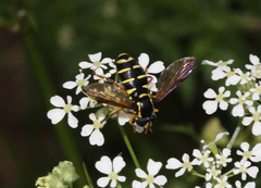 Xanthogramma citrofasciatum