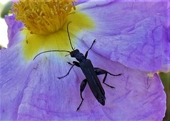 Oedemera atrata