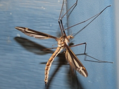 Tipula noveboracensis