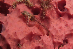 Helcogramma decurrens