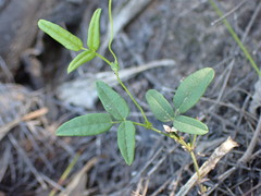 Rhynchosia leucoscias