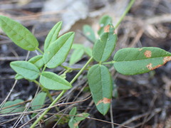 Rhynchosia leucoscias