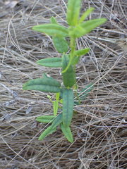 Rhynchosia leucoscias