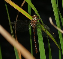 Austroaeschna unicornis