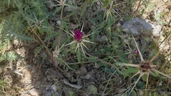 Centaurea iberica