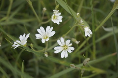 Cerastium arvense