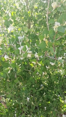 Lonicera arborea