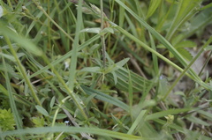 Cerastium arvense