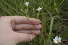 Cerastium arvense