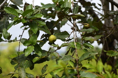 Psidium guineense