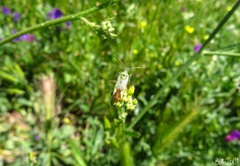 Reuterista instabilis
