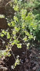 Peltaria angustifolia