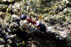 Dolichoderus quadripunctatus